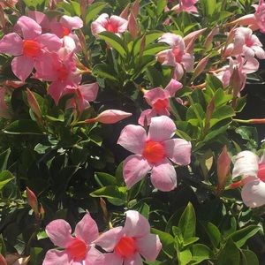 Meet your Posher, Carolyn